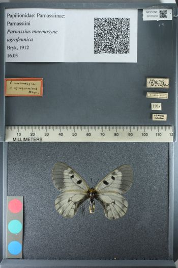 Media type: image;   Entomology 175518